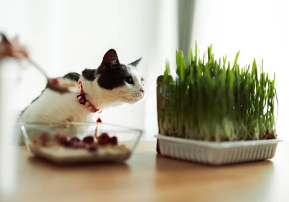 catnip safety for pet owners