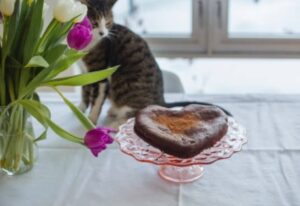 chocolate and cats