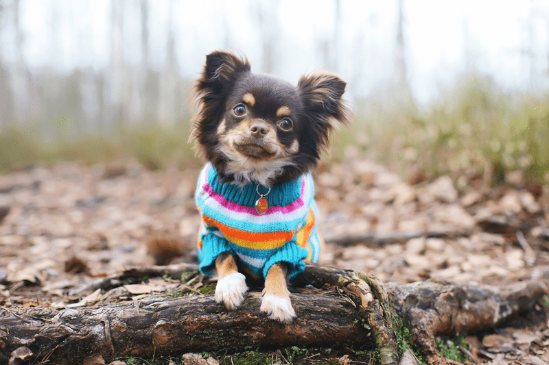 Featured image for post: When Winter Howls—Cold Weather Safety for Pets