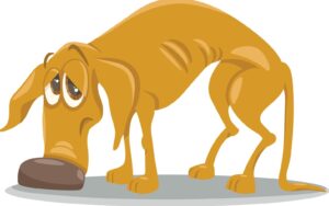a skinny dog
