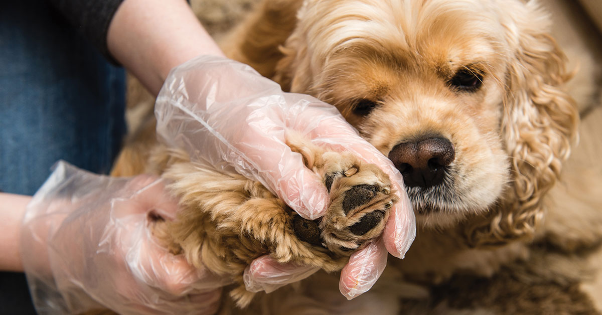 Featured image for post: Lyme Disease In Dogs: Everything You Should Know