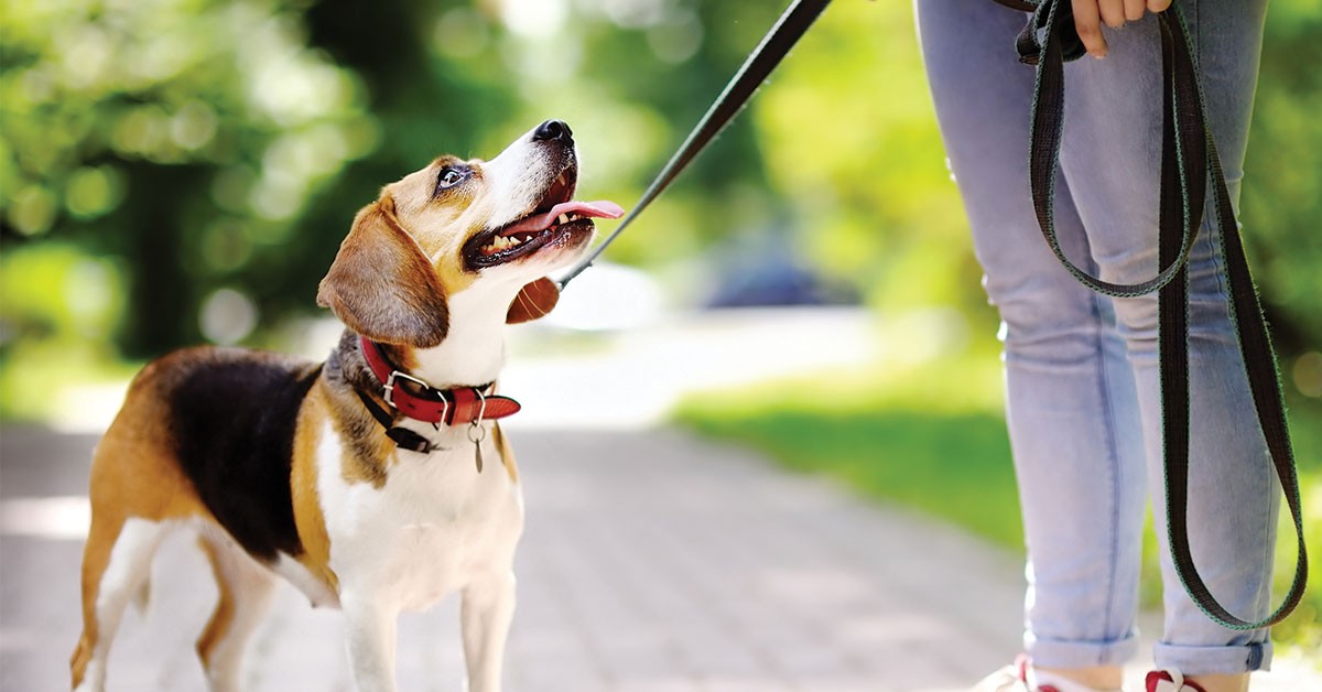 Featured image for post: Leash Training Your Puppy Will Be Easier With These Tips