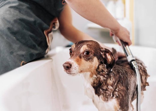 give my dogs a bath