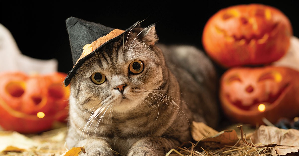 Featured image for post: Halloween Pet Safety Tips To Keep Your Family Safe