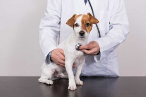 heart-problem-in-dog