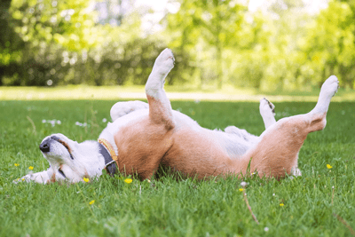how to tell if your pet is happy