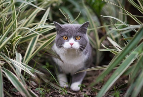 Featured image for post: Is it OK to Let My Cat Outside at Night?