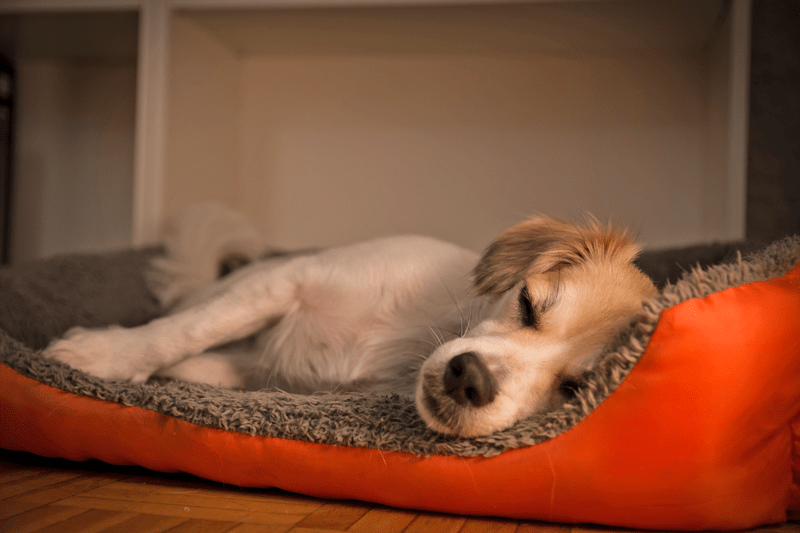 dog not feeling well
