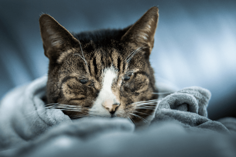respiratory cat