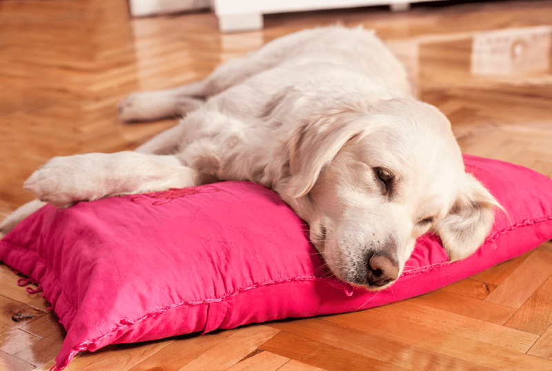 respiratory infection in dog