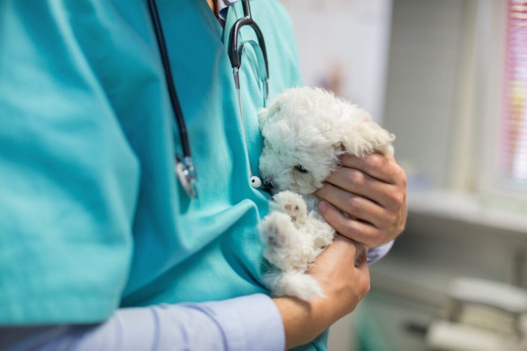 pet at vet