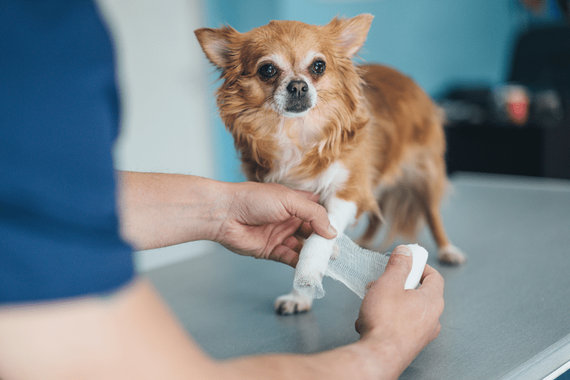 Featured image for post: Top 5 Most Common Small Dog Injuries and Health Conditions