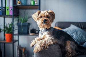 small-dog-yorkie