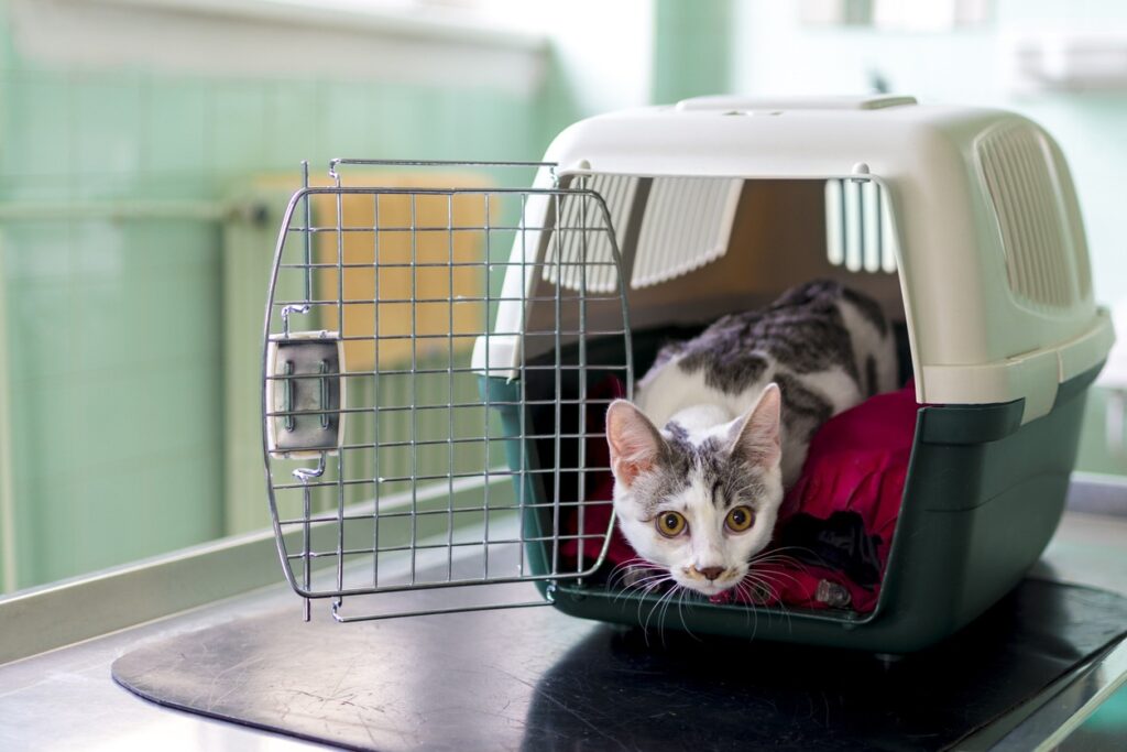 A cat at the vet