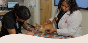 hero reviews KITTEN hero reviews KITTEN