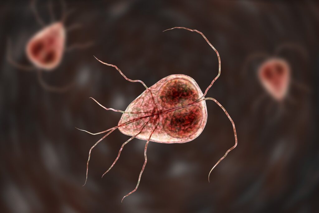 Giardia