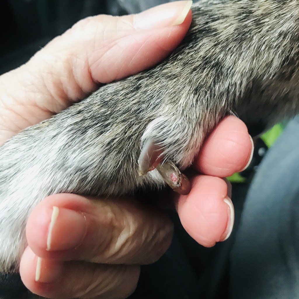 dog dew claw