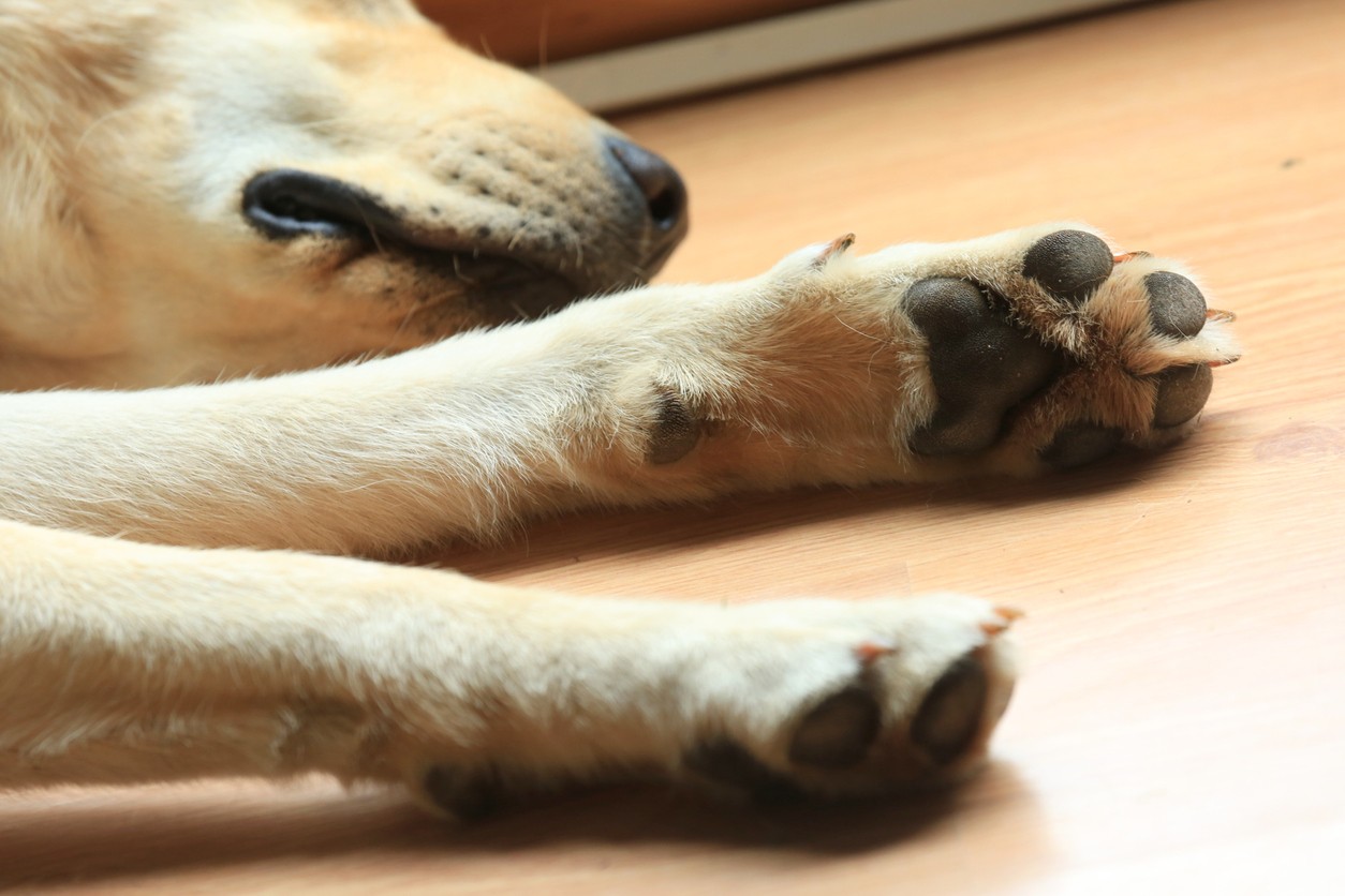 Featured image for post: My Dog Broke Its Dewclaw