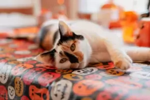 cat halloween
