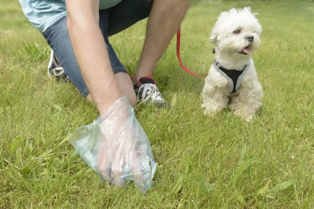 Picking up dog poop