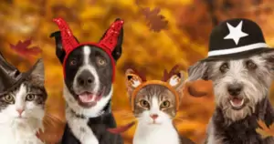 pet costumes