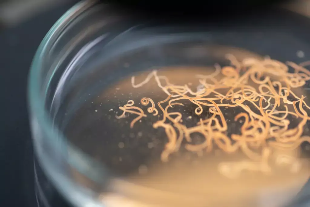 round worms in poop