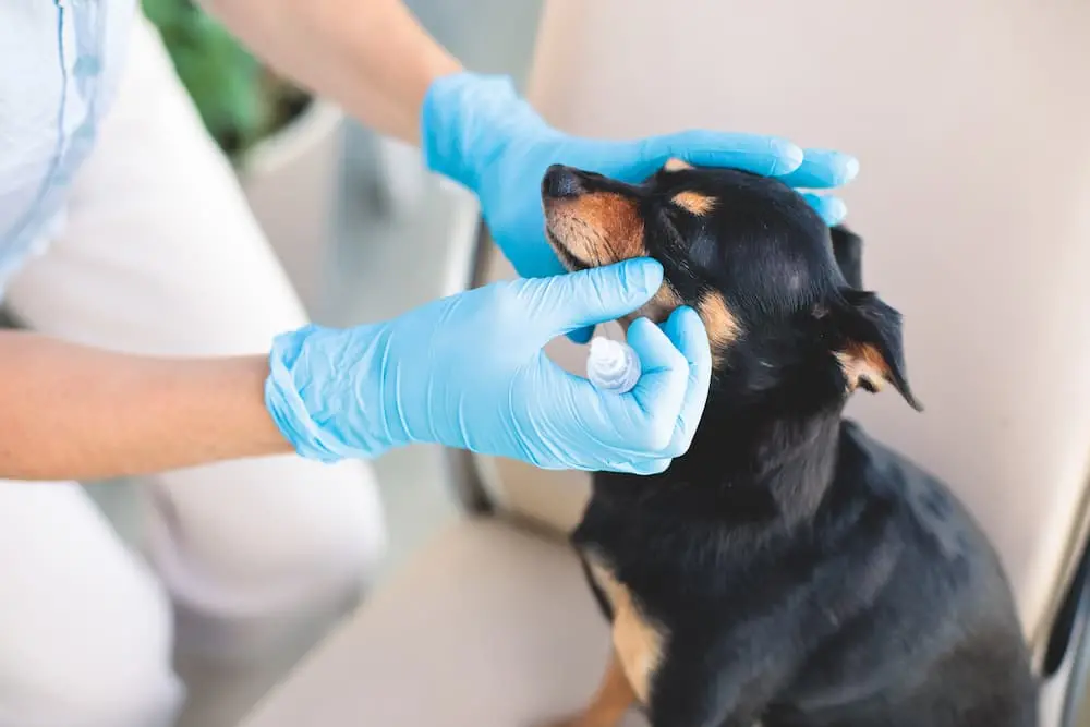 Conjunctivitis in Dogs Eye Infection Treatment (1) Conjunctivitis in Dogs Eye Infection Treatment (1)