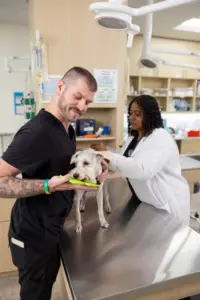 UrgentVet Care Team UrgentVet Care Team