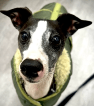 photo of Frankie
