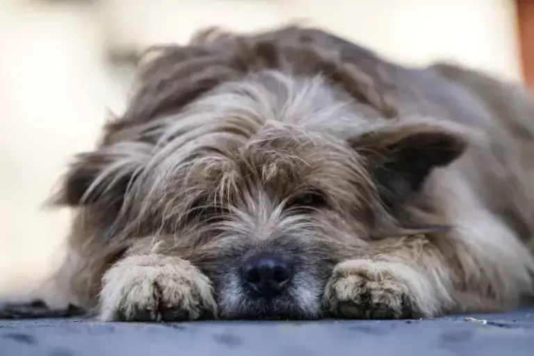 What Dog Owners Should Know About Parvovirus