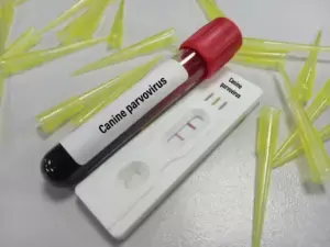 Blood sample with rapid test kit for Canine parvovirus test at medical laboratory Blood sample with rapid test kit for Canine parvovirus test at medical laboratory