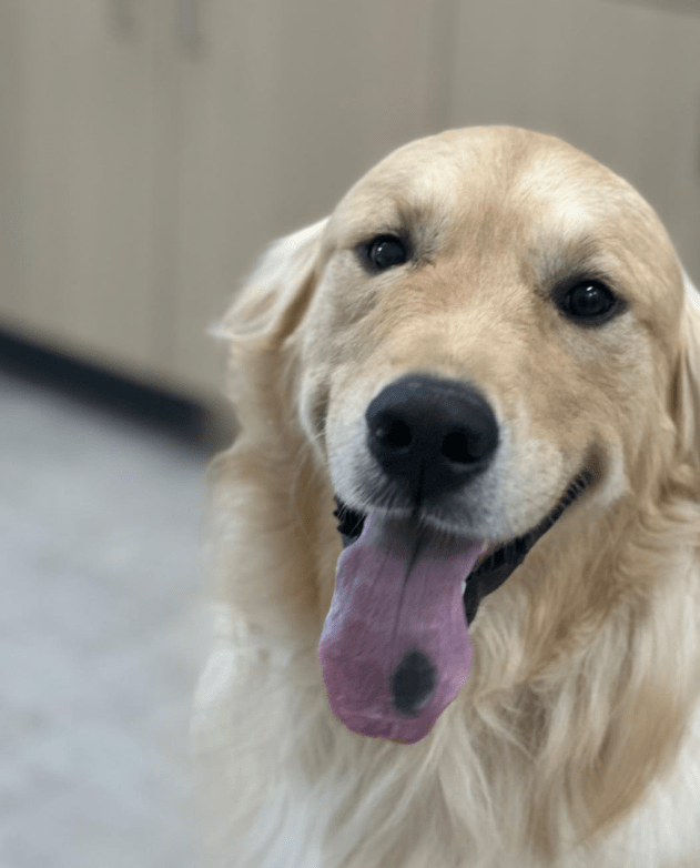 photo of Jax