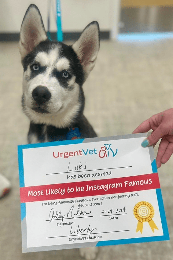 photo of Loki