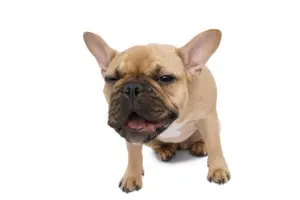 French Bulldog isolated on white background French Bulldog isolated on white background
