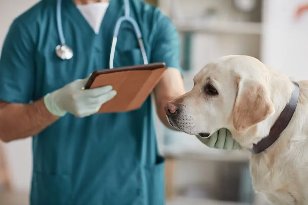 Featured image for post: Urinary Tract Infections (UTIs) in Dogs