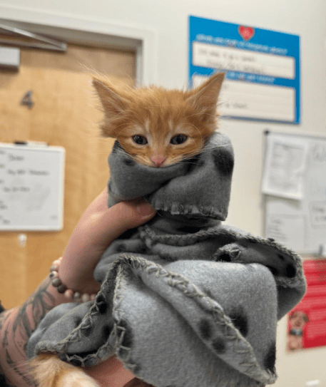 photo of Simba