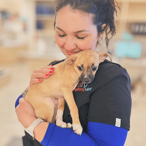 urgentvet pet care animals