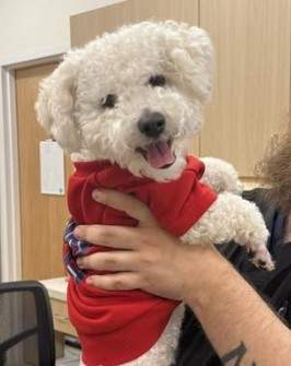 photo of Oso