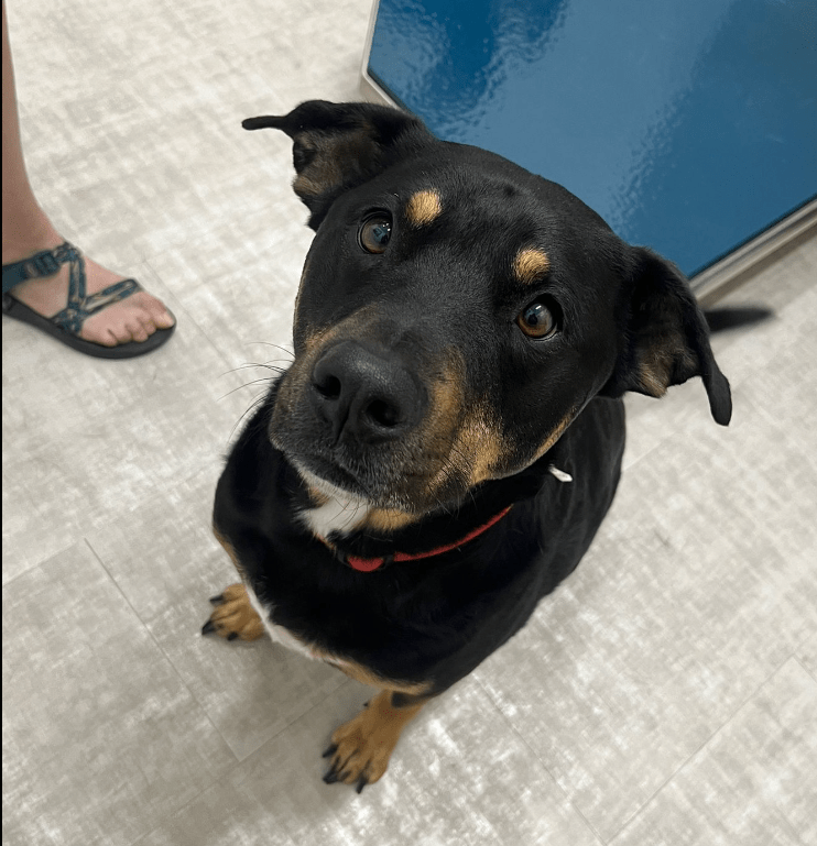 photo of Shadow