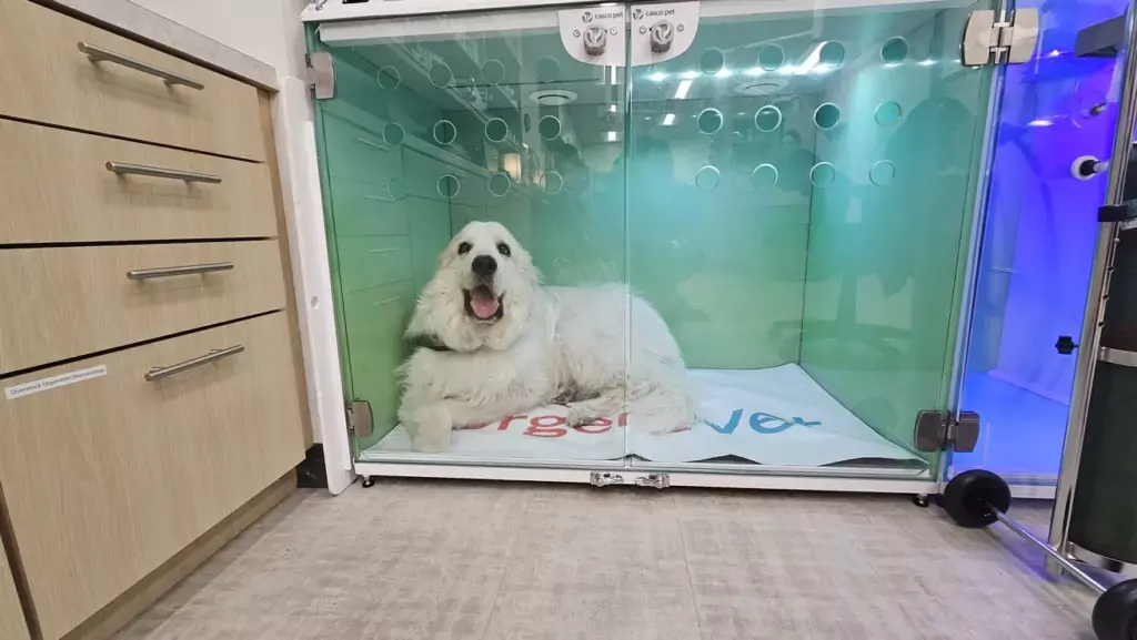Dog in Casco