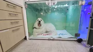 Dog in Casco