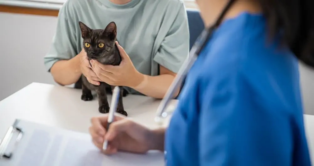 Featured image for post: Is Your Cat Sick? Recognizing the Signs of Illness in Cats