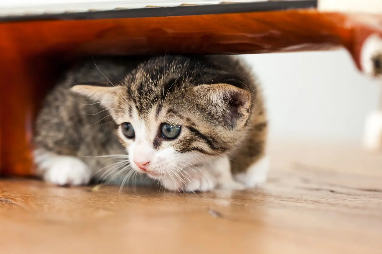 Featured image for post: 10 Warning Signs of Pain in Your Pet