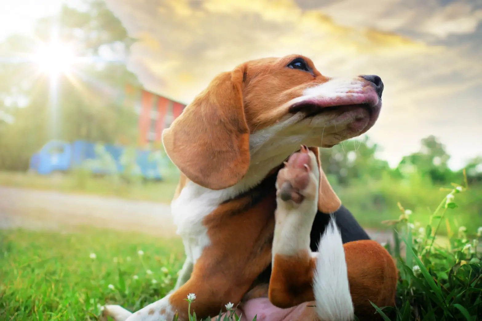 Featured image for post: Allergies in Dogs: Types, Signs, Causes and Treatment