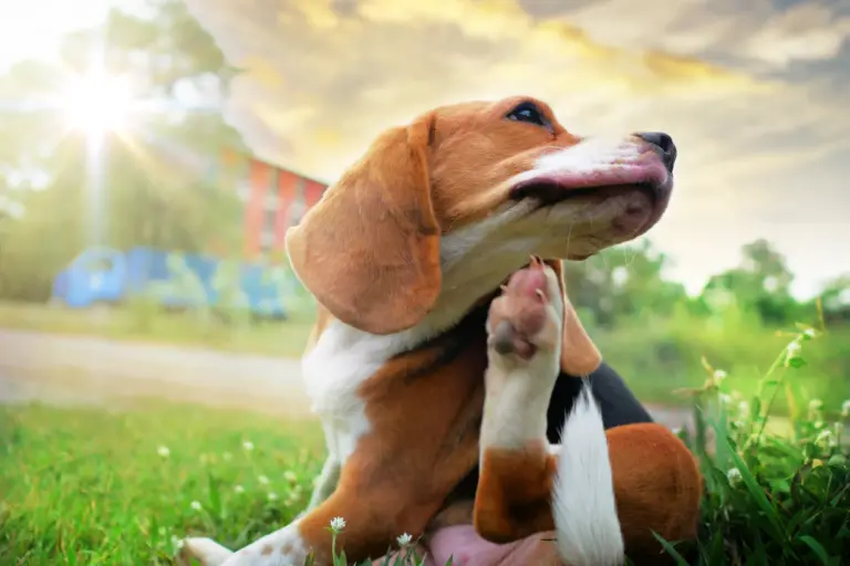 Allergies in Dogs urgentvet.com