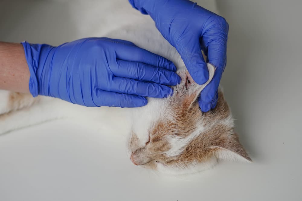 Featured image for post: Ear Infections in Cats: Symptoms, Causes & Treatment
