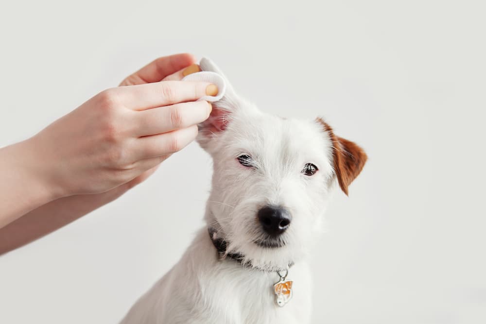 Featured image for post: Ear Infections in Dogs: Symptoms, Causes & Treatment