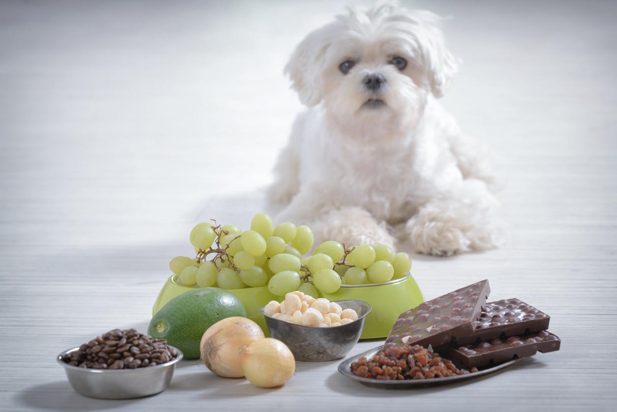 Featured image for post: Top 7 Most Dangerous Items Dogs & Cats Eat