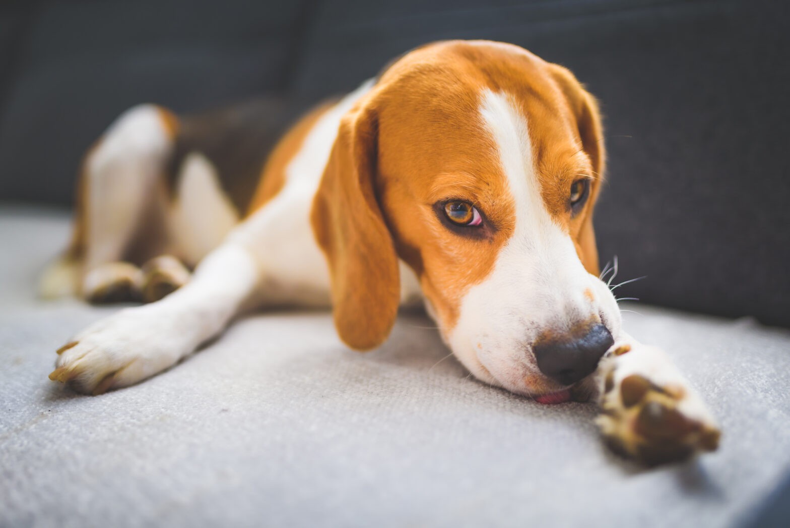 Featured image for post: From Sprains to Strains: A Pet Owner’s Guide to Limping