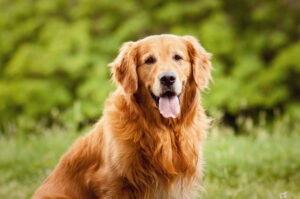 Portrait of a dog Portrait of a dog